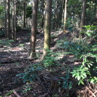 主郭