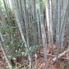 堀？（西北部）