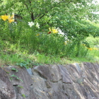 カサブランカ百合遊歩道より
