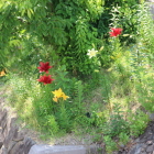 坂川土塁北のカサブランカ百合