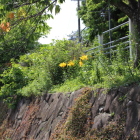 逆川北側百合と天守閣、ここしか無い