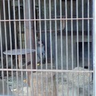 ⑧お猿さん