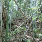 ⑧1郭手前の小山