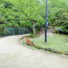 ③城址付近に鹿