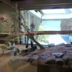 ⑦岩国シロヘビの館のシロヘビ