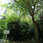 ②常国寺のケヤキ