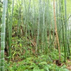 ③土塁