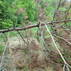 ⑩登城路上の倒木