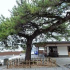 ⑩とおり松