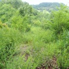 ⑨登城路3