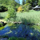 ④庭園の池の水