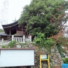 ⑩床浦神社忠海のｳﾊﾞﾒｶﾞｼ樹叢(じゅそう)は広島県天然記念物
