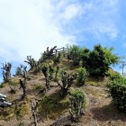 ①衣笠山
