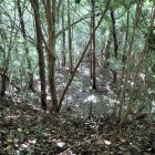 ⑨遺構ではありませんが竪堀みたいに見えます