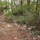 主郭南東の腰曲輪と土塁