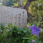 芭蕉の句碑と桔梗の花
