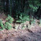 茶畑南端の土塁