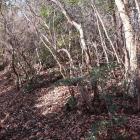 遊歩道右側に北の曲輪