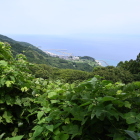 粟島港俯瞰