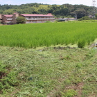 主郭北側水田稲が青々としてる