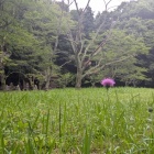 広い削平地