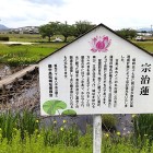 ③	宗治蓮（本丸跡）
