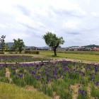 ⑤	備中高松城から見た毛利の陣（右の山が小早川隆景、左の山が吉川元春）