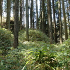 本丸北東下の畝状竪堀群