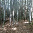 南東下の曲輪。現状は竹林