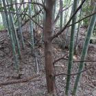 北辺の土塁