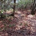 東の曲輪群・主郭北辺の土塁