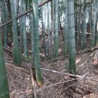 竹藪の中に土塁と横堀