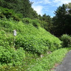 本丸土塁