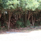 光明寺　土塁