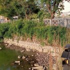 福井城内堀公園の西側の石垣(谷積み)