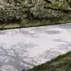 昼🌸花いかだ