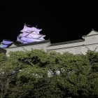 青紫