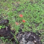 曼珠沙華が咲いていた
