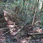 西面の竪堀。倒竹に埋もれる