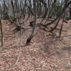 主郭両側の横堀状の城道が合流