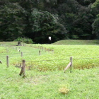 二郭の蕎麦畑