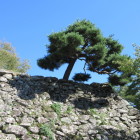 天守台の松