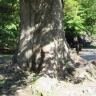 本丸石垣北に在る大欅樹齢５００年幹回り5.6m程