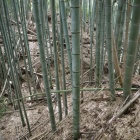 主郭南の堀切