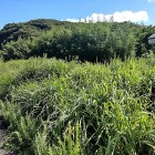 ②	長曾我部元親陣跡（後方の小高い山）
