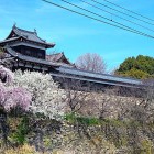 ②	東隅櫓と桜