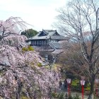 ⑥	枝垂れ桜と城址会館