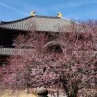③	東大寺大仏殿と桜