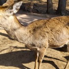 ④	私の前をふさぐ奈良公園の鹿