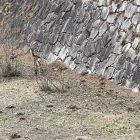 堀に住む鹿🦌